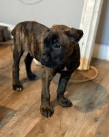 Cane Corso Puppies for sale in Anderson, IN, USA. price: $2,500