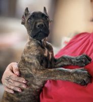 Cane Corso Puppies for sale in Anderson, IN, USA. price: $2,500