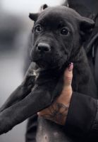 Full Blooded Cane Corso Puppies ICCF Registered