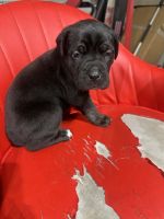 Cane Corso Puppies for sale in Suffolk, VA, USA. price: $1,100