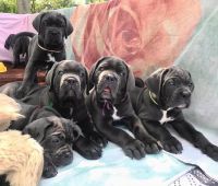 Cane Corso Puppies for sale in 186 Barford St, Birmingham B5 7EP, UK. price: NA