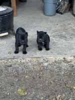 Cane Corso Puppies for sale in Vacaville, CA, USA. price: $3,500