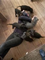 Cane CorsoWelpenzu verkaufen in Hardenberg, Niederlande. Preis: 1,250 EUR