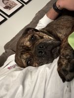Loving Home Needed for Bruno – 6-Year-Old Cane Corso / English Bulldog