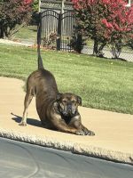 Loving Home Needed for Bruno – 6-Year-Old Cane Corso / English Bulldog