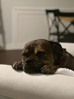 Cane Corso Puppies for sale in Cincinnati, OH, USA. price: $300