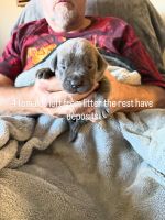 Cane Corso Puppies for sale in New Tazewell, TN, USA. price: $1,500