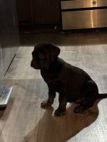 Cane Corso Puppies for sale in Youngstown, OH, USA. price: $1,000