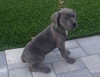 Cane Corso Puppies for sale in Azusa, CA, USA. price: $2,000