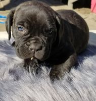 Cane Corso Puppies for sale in West Village, New York, NY, USA. price: $700
