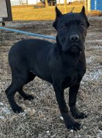 Cane Corso Puppies for sale in Kansas City, MO, USA. price: $2,000