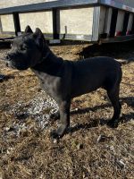 Cane Corso Puppies for sale in Kansas City, MO, USA. price: $3,000