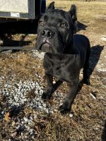 Male Cane Corso