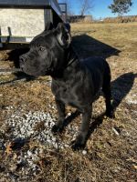 Male Cane Corso
