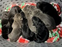 Cane Corso Puppies for sale in Anderson, IN, USA. price: $2,700