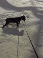 Cane Corso Puppies for sale in Jamestown, NY 14701, USA. price: $1,000