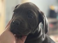 Cane Corso Puppies for sale in Jamestown, NY 14701, USA. price: $1,500