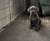 Cane Corso Puppies for sale in Poughkeepsie, NY, USA. price: $1,250