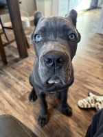 Cane Corso Puppies for sale in Tacoma, WA, USA. price: $2,000
