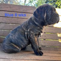 Cane Corso Puppies for sale in Robertsdale, AL, USA. price: $1,600