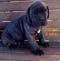 Cane Corso Puppies for sale in Robertsdale, AL, USA. price: $1,400