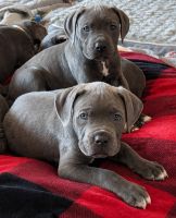 Cane Corso Puppies for sale in Goodyear, AZ, USA. price: $1,000