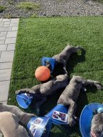Cane Corso Puppies for sale in Azusa, CA, USA. price: $1,800