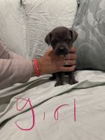 Cane Corso Puppies for sale in Shelbyville, KY 40065, USA. price: $2,000