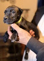 Cane Corso Puppies for sale in Anderson, IN, USA. price: $3,000