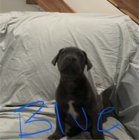 Cane Corso Puppies for sale in Shelbyville, KY 40065, USA. price: $1,000