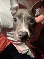 Cane Corso Puppies for sale in Scarborough, ON, Canada. price: NA