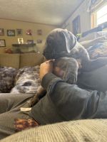 Cane Corso Puppies for sale in New Tazewell, TN, USA. price: $1,200