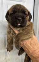 Cane Corso Puppies for sale in Pikeville, KY 41501, USA. price: $1,500