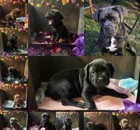 Cane Corso Puppies for sale in Wellsville, NY 14895, USA. price: $1,800