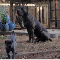 Cane corso