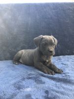 Cane corso