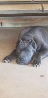 Selling my male Cane Corso