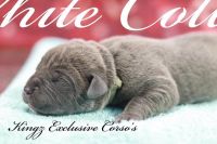 Iccf Registered Cane corso Pups