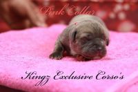 Iccf Registered Cane corso Pups