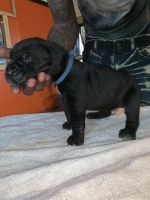 Champion Bloodline Cane Corso’s READY FOR NEW HOME