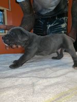Champion Bloodline Cane Corso’s READY FOR NEW HOME