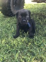 Cane Corso puppies for sale