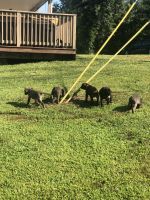 Cane Corso puppies for sale