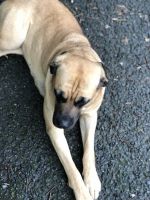 Full blood Cane Corso female Not fixed.