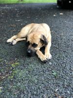 Full blood Cane Corso female Not fixed.