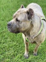 cane corso