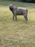 cane corso