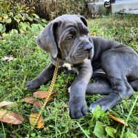 Cane corso