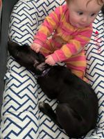 Italian Daniffs large guardians