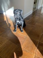 11week cane corso